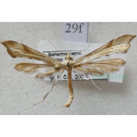 Gillmeria ochrodactyla (Denis & Schiffermüller, 1775) Czech29f